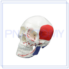 ПНТ-0151 Размер жизни взрослого человека мышцы модель черепа 